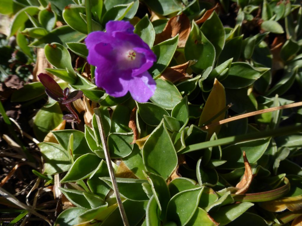 Fioriture autunnali